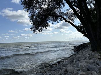A tree is in the foreground of a rocky beach.